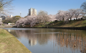 舞鶴公園