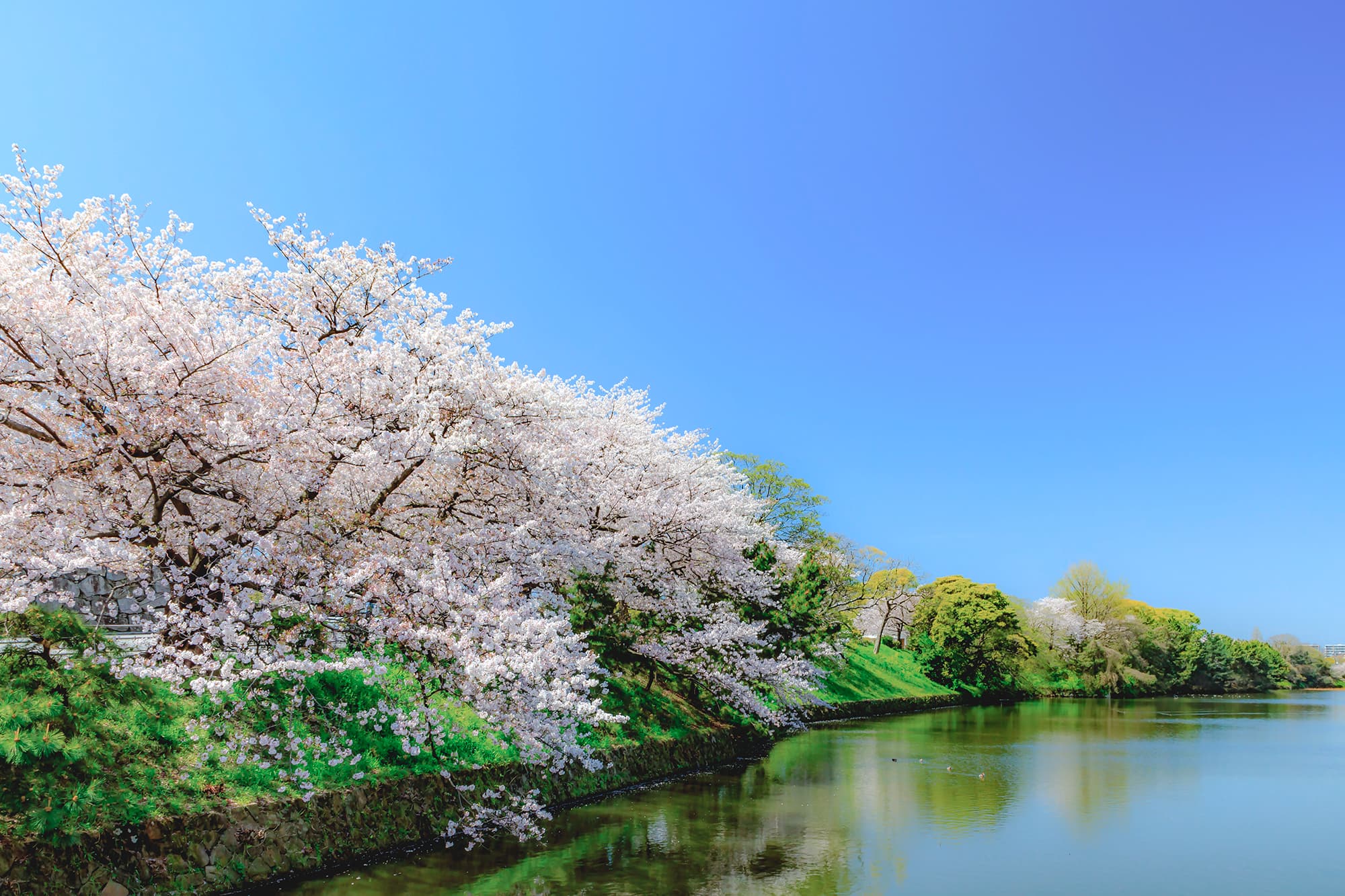 舞鶴公園